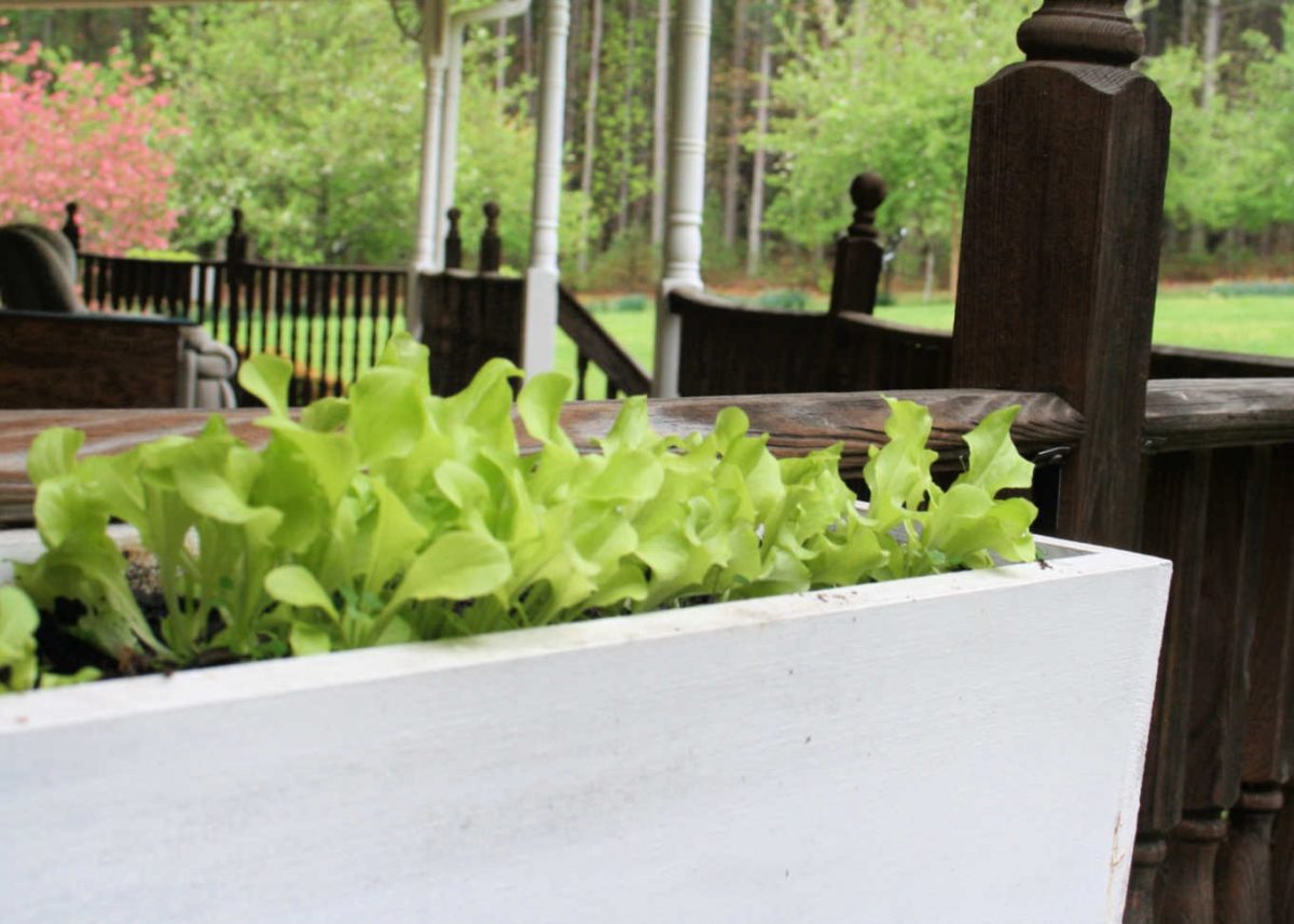 Straightforward Suggestions for Rising Lettuce in Containers