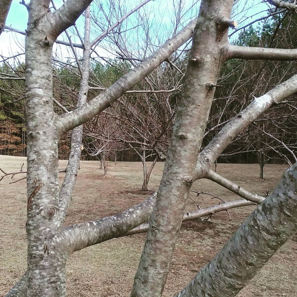 How you can Prune Apple Timber