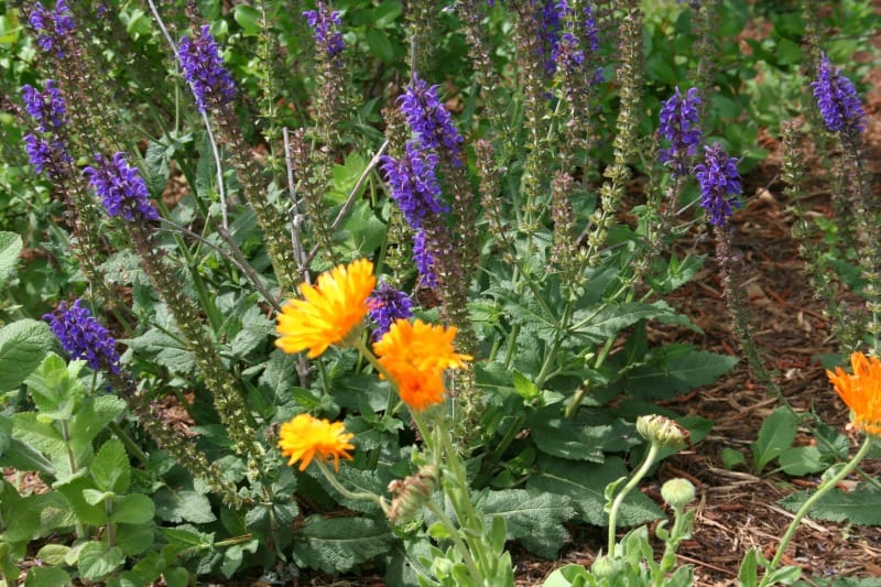 Tips on how to Make Calendula Hand Salve