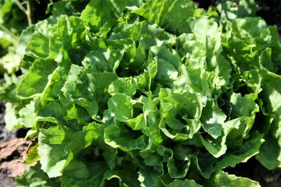 Straightforward Tricks to Develop and Take pleasure in Escarole