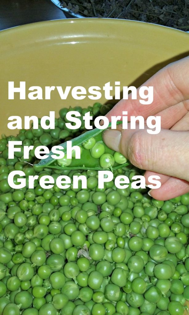 Harvesting and Storing Contemporary Inexperienced Peas