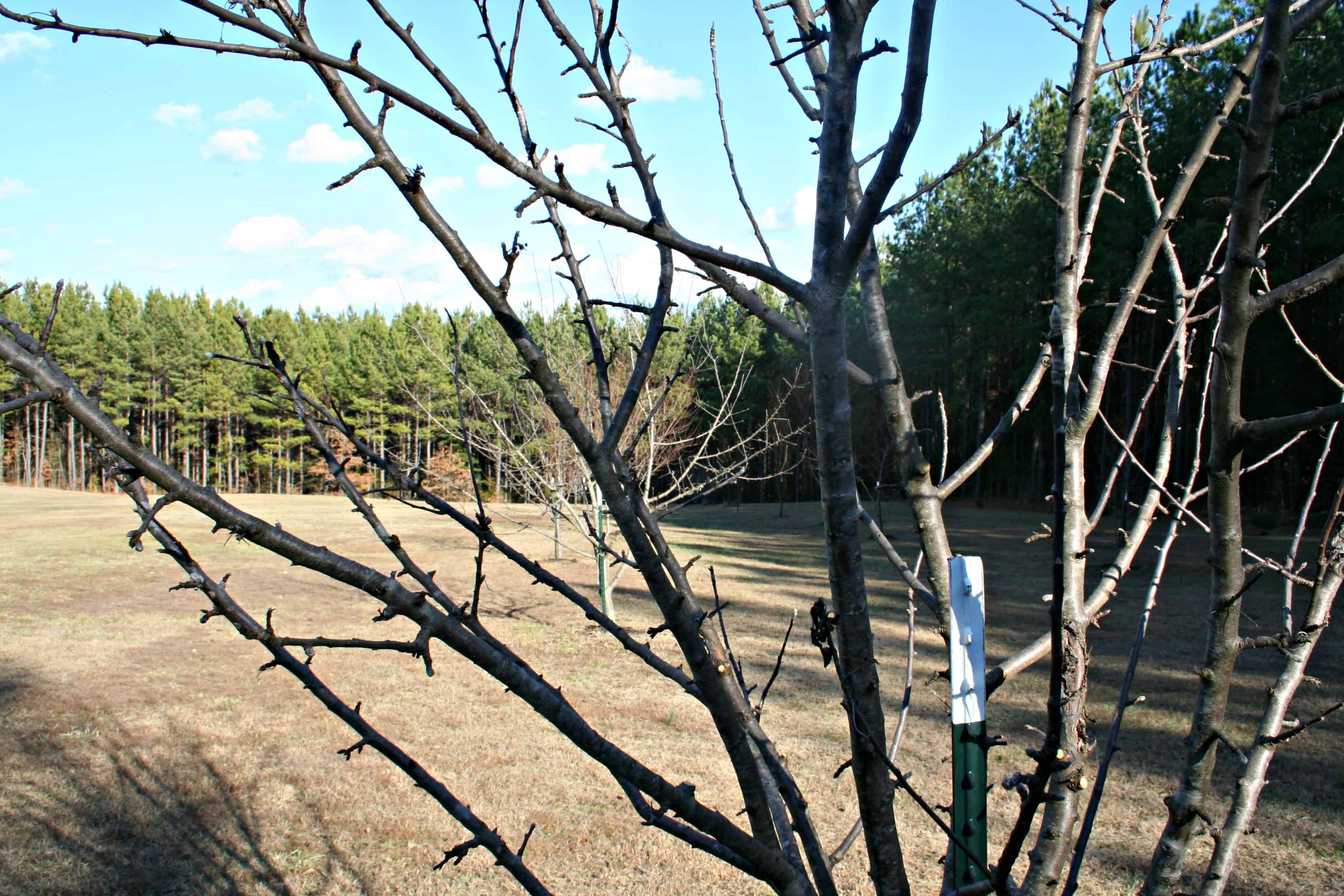 winter orchard